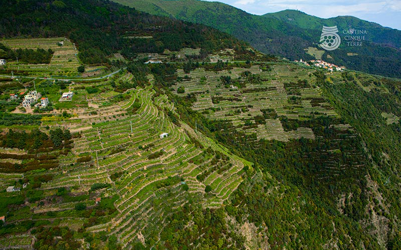 terrazzamenti delle Cinque Terre con vigneti vista mare