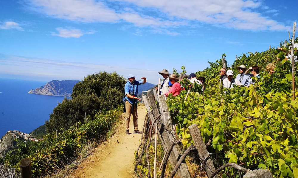 tourist guide in the vineyards of 5 terre with the group