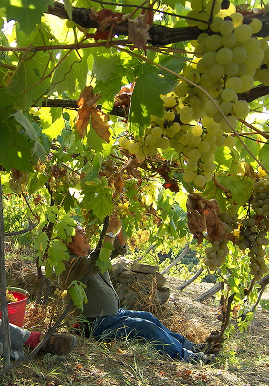 local life in Italy vineyard people culture experience Tuscany Liguria