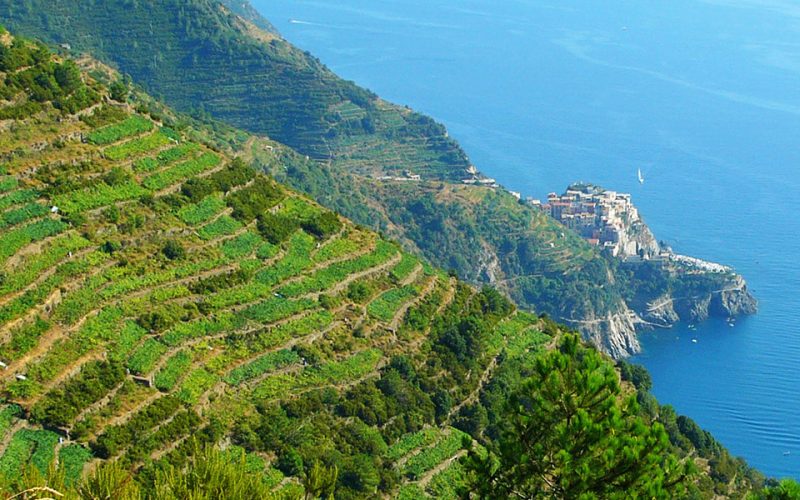 Cinque Terre terraced vineyards landscape Liguria Italy